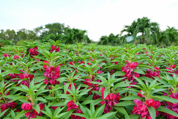 Wall Mural - pink balsam flower  in graden. (Impatiens balsamina)