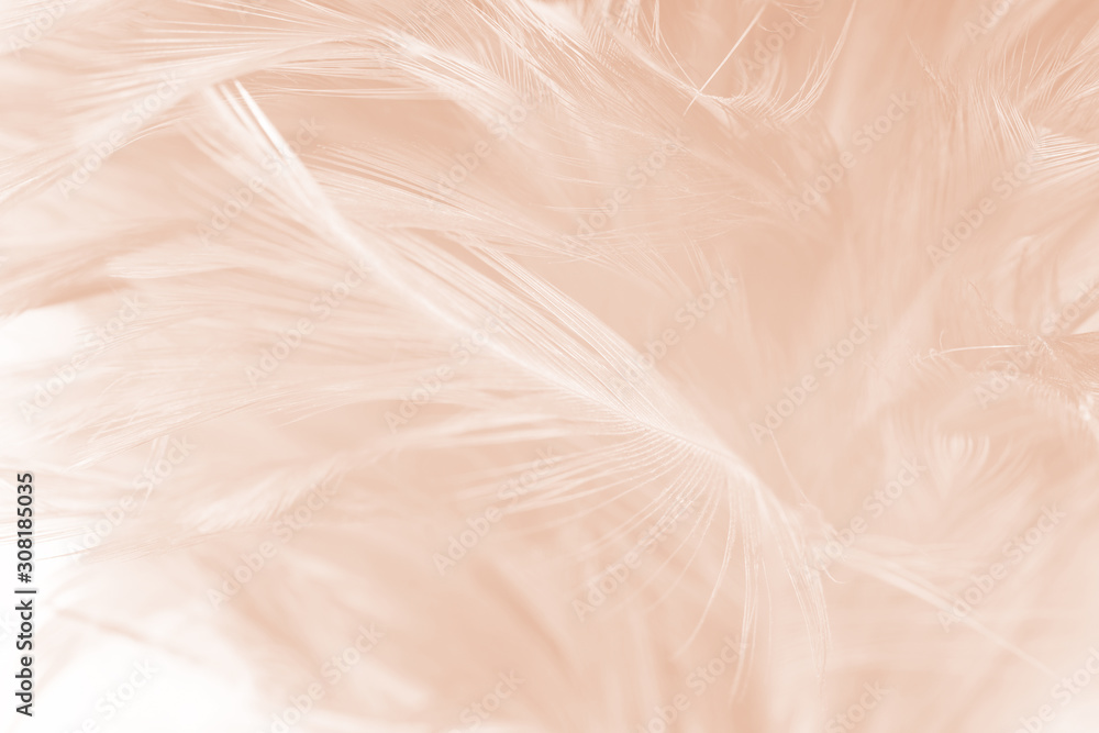 Beautiful white-brown feather texture background - obrazy, fototapety, plakaty 