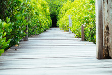 Long Wooden Path Or Wooden Bridge Among Vibrant Green Mangrove Forest, Rayong Province, Thailand