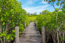 Long Wooden Path Or Wooden Bridge Among Vibrant Green Mangrove Forest On A Bright Sky, Rayong Province, Thailand
