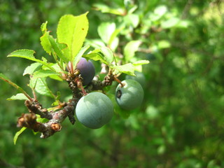 Wall Mural - Berries in the wild