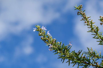 Wild rosemary isolated flower blossom on blue sky background,natural ingredient