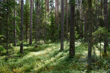  Forêt de pins dans le parc national de Lahemaa, Estonie.