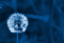 White Fluffy Dandelion On A Background Of Green Grass. Classic Blue Pantone 2020. Background Image. Space For Text