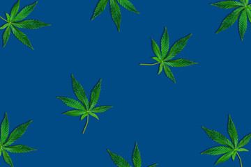 Wall Mural - Hemp or cannabis leaf isolated on white background. Top view, flat lay. Template or mock up.