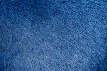 Blue Animal Fur Background. Blue Fur Texture Close Up. Cowhide Close Up.