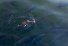 Decorative Koi And Carp Fish In A Pond