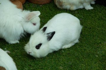 little  rabbit on a green grass background