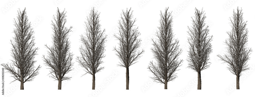 Trees forest set isolated on white background in winter season. High ...