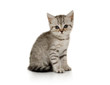 © Alexey Kuznetsov - Nice little grey kitten sitting on white background