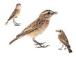 Collage of three Whinchat, Saxicola rubetra, isolated on white background.