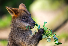 Portrait Of A Cute Wallaby Eating A Rose Branch