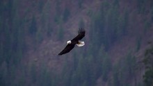 Slow Motion Video Of A Bald Eagle Flying Over A Lake Searching For Kokanee Salmon To Grab Out Of Coeur D'Alene Lake.