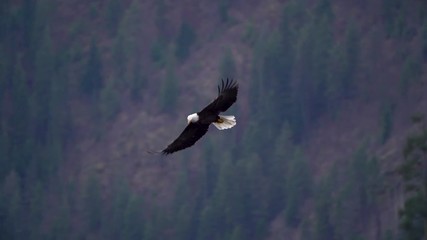 slow motion video of a bald eagle flying over a lake searching for kokanee salmon to grab out of coe