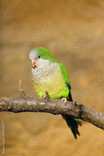 Fotografía The monk parakeet (Myiopsitta monachus), also known as the Quaker parrot sitting on the branch with yellow background