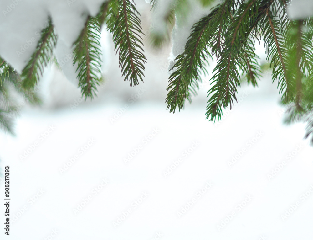 Branches of snow green fir tree above on the white background with copy ...