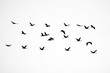 Silhouette of cranes in flight