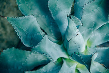 Closeup Agave Cactus, Abstract Natural Pattern Background And Textures, Dark Blue Toned