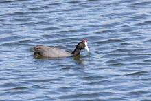Red-knobbed Coot CFulica Cristata) Foraging For Underwater Grass On A Freshwater Dam