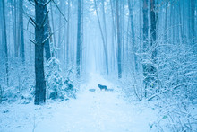 Mystical Foggy Morning In The Winter Pine Forest. Coyote Stands On A Track In The Winter Forest