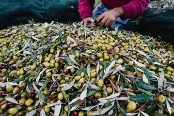 Man with a pile of green olives in his hands freshly collected during the harvesting. Harvested fresh olives in the hands of farmer. Lesbos. Greece.