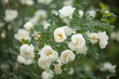 © edelweiss7227 - white dog rose flowers