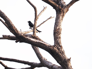 olympus digital camerablack bird perched on a dry branch without brown leave on a white background m