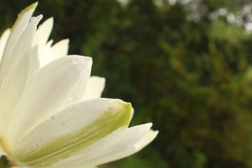 Wall Mural - Macro Of white Lotus Flower