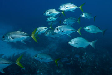 Wall Mural - Shoal of silver fish over dark reef