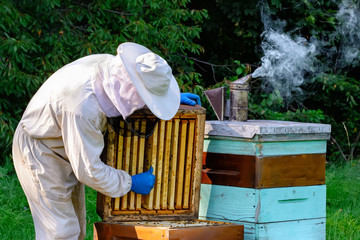 Wall Mural - Young beekeeper working in the apiary. Beekeeping concept. Beekeeper harvesting honey.