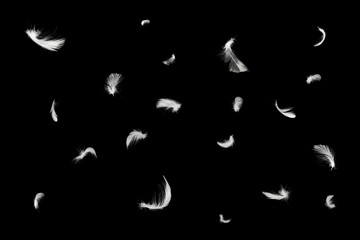 Wall Mural - Beautiful group white feather floating in air isolated on black background