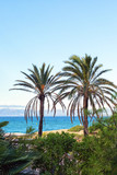Fototapeta Krajobraz - two green palm trees on a background of blue sea and sky. Spain, Salou, Costa Dorada