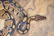 © Dean Pennala - Royal python or ball python (Python regius), resting on rock surface