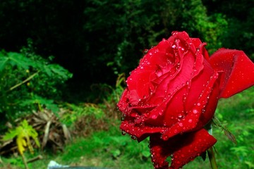 Wall Mural - Beautiful Red Rose With Water Drops.