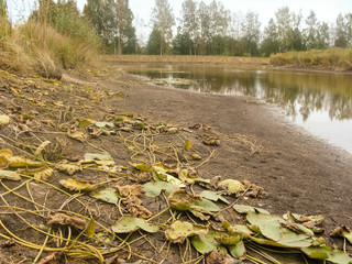 Wall Mural - landscape with land and a pond without water, grass and reeds on shore