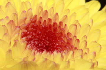 Wall Mural - Yellow Chrysanthemum