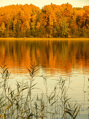 Wall Mural - landscape with lake and colorful trees on shore, autumn