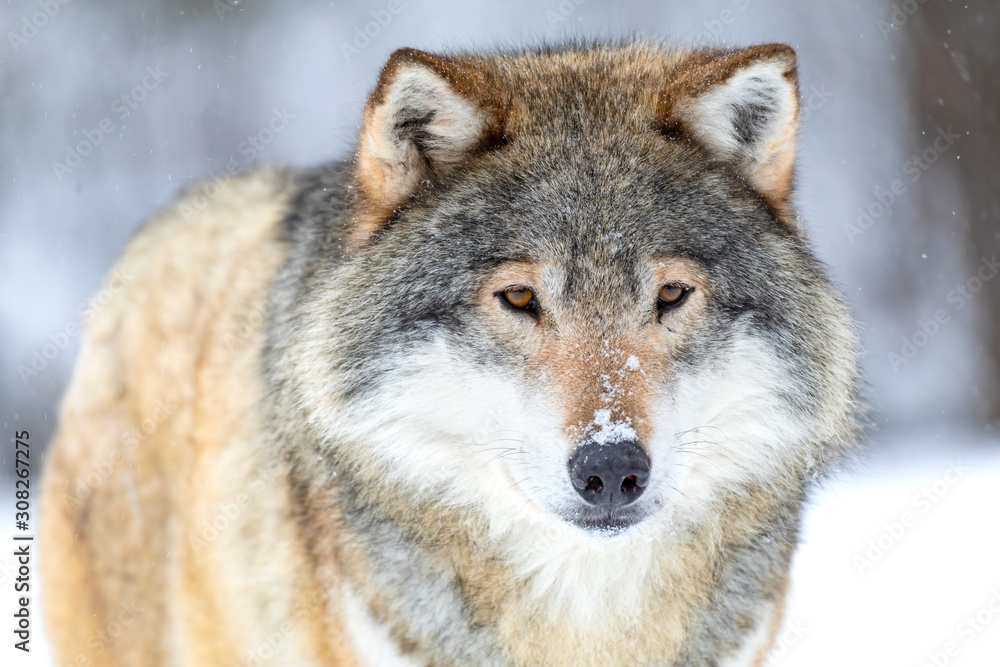 Obraz na płótnie Close-up portrait of a beautiful wolf in the cold winter w salonie