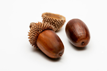 Close up shot two acorns on a white background.