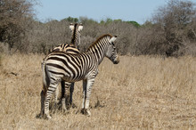 Zèbre De Burchell, Equus Quagga, Parc National Kruger, Afrique Du Sud
