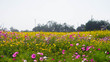 pink and yellow flower fields The sky background