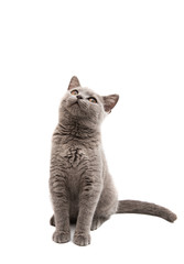 Canvas Print - gray cat isolated