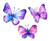 Fototapeta Motyle -  Set of watercolor butterflies violet blue pink.