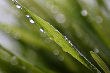 Beautiful grass macro with water drops 