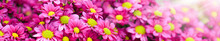 Purple And Yellow Flowers Bunch. Bouquets Of Blossom Rainbow Chrysanthemum Floral. Violet Colored Daisy Flower With Sun Light In Background.