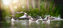 Greylag Goose Group (anser Anser) In Beautiful Water Pond. Grey Geese Photo.