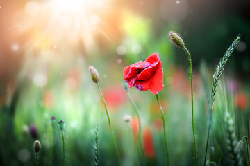 Beautiful red poppy flower in evening sunset. Blooming poppies field detail in spring and backlight. Blurred sun rays and amazing bokeh glitters.