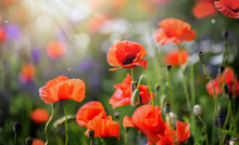 Beautiful Field Of Wild Red Poppies In Evening Sunset. Blooming Red Poppy Flower Detail In Spring And Backlight. Blurred Sun Rays And Bokeh Behind Flowers.