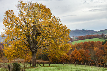 Canvas Print - Allassac (Corrèze, France) - Montaural - Vue automnale