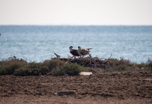 Arabian Osprey Nesting Surrounded By Plastic Waste In The Arabian Gulf